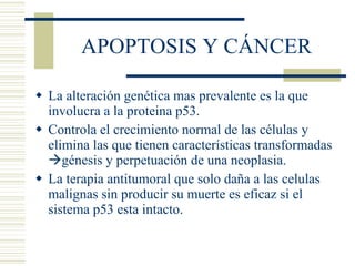 APOPTOSIS Y CÁNCER La alteración genética mas prevalente es la que involucra a la proteina p53. Controla el crecimiento normal de las células y elimina las que tienen características transformadas   génesis y perpetuación de una neoplasia. La terapia antitumoral que solo daña a las celulas malignas sin producir su muerte es eficaz si el sistema p53 esta intacto.  