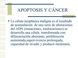 APOPTOSIS Y CÁNCER  La célula neoplásica maligna es el resultado de acumulación  de una serie de alteraciones del ADN (mutaciones, traslocaciones) se desarrolla una célula  transformada con diferenciación aberrante, proliferación aumentada,supervivencia prolongada, capacidad de invadir y producir metástasis. 