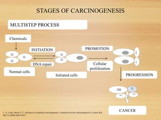 STAGES OF CARCINOGENESIS
6
Chemicals
Normal cells
Initiated cells
INITIATION PROMOTION
DNA repair Cellular
proliferation
P...