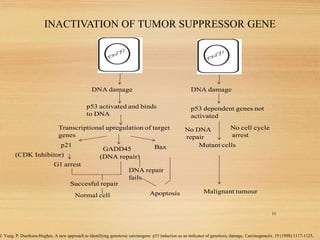 INACTIVATION OF TUMOR SUPPRESSOR GENE
DNA damage DNA damage
p53 activated and binds
to DNA
p53 dependent genes not
activated
Transcriptional upregulation of target
genes
p21
(CDK Inhibitor)
GADD45
(DNA repair)
Bax Mutant cells
G1 arrest
Succesful repair
Apoptosis
No cell cycle
arrest
No DNA
repair
Malignant tumour
Normal cell
DNA repair
fails
10
J. Yang, P. Duerksen-Hughes, A new approach to identifying genotoxic carcinogens: p53 induction as an indicator of genotoxic damage, Carcinogenesis. 19 (1998) 1117-1125.
 
