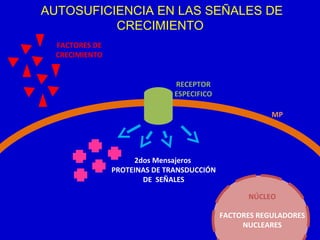 2dos Mensajeros
PROTEINAS DE TRANSDUCCIÓN
DE SEÑALES
AUTOSUFICIENCIA EN LAS SEÑALES DE
CRECIMIENTO
FACTORES REGULADORES
NUCLEARES
RECEPTOR
ESPECIFICO
MP
NÚCLEO
FACTORES DE
CRECIMIENTO
 