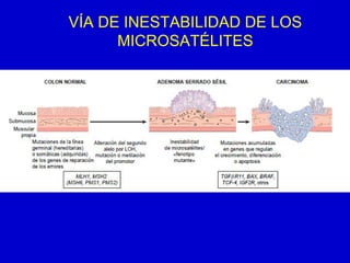 VÍA DE INESTABILIDAD DE LOS
MICROSATÉLITES
 