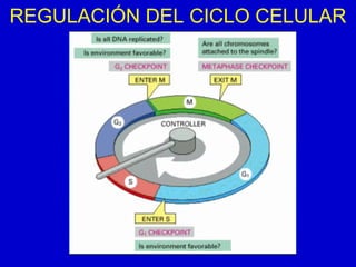 REGULACIÓN DEL CICLO CELULAR
 