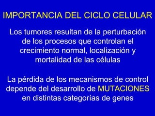 La pérdida de los mecanismos de control
depende del desarrollo de MUTACIONES
en distintas categorías de genes
Los tumores resultan de la perturbación
de los procesos que controlan el
crecimiento normal, localización y
mortalidad de las células
IMPORTANCIA DEL CICLO CELULAR
 
