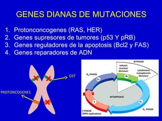GENES DIANAS DE MUTACIONES
1. Protonconcogenes (RAS, HER)
2. Genes supresores de tumores (p53 Y pRB)
3. Genes reguladores de la apoptosis (Bcl2 y FAS)
4. Genes reparadores de ADN
PROTONCOGENES
GST
 