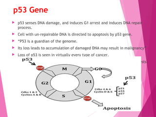 p53 Gene
 p53 senses DNA damage, and induces G1 arrest and induces DNA repair
process.
 Cell with un-repairable DNA is directed to apoptosis by p53 gene.
 “P53 is a guardian of the genome.
 Its loss leads to accumulation of damaged DNA may result in malignancy”
 Loss of p53 is seen in virtually every type of cancer.
 Over half of human malignant cells show loss of p53 gene by special tests.
 