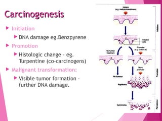 CarcinogenesisCarcinogenesis
 Initiation
 DNA damage eg.Benzpyrene
 Promotion
 Histologic change – eg.
Turpentine (co-carcinogens)
 Malignant transformation:
 Visible tumor formation –
further DNA damage.
 