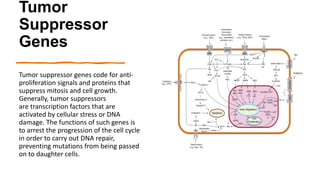 Carcinogenesis.pptx Biology Diagrams