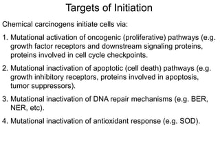 Targets of Initiation
Chemical carcinogens initiate cells via:
1. Mutational activation of oncogenic (proliferative) pathways (e.g.
growth factor receptors and downstream signaling proteins,
proteins involved in cell cycle checkpoints.
2. Mutational inactivation of apoptotic (cell death) pathways (e.g.
growth inhibitory receptors, proteins involved in apoptosis,
tumor suppressors).
3. Mutational inactivation of DNA repair mechanisms (e.g. BER,
NER, etc).
4. Mutational inactivation of antioxidant response (e.g. SOD).
 