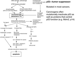 DNA damage, cell damage
ATM kinase activated
increased p53
(tetrameric TF)
increased Apaf
(apoptosis)
increased p21 (G1
arrest)
binds tandem sequence of
PuPuPuC A/t T/a G PyPyPy
increased IGF-BP3
IGF-1
IGF-1 receptor
PKB/Akt activation
cell survival
increased Bax
Bax dimer
depolarizes mitochondrial
membrane
cyt c released into cytosol
cytc, Apaf-1, caspase 9
form apoptosome
increased Fas receptor
Fas ligand
FADD/DISC complex
activates caspase 8 + 10
apoptosis
activates executioner caspases 3,6,7
phosphorylates
p53 so it can't bind Mdm2
phosphorylates Mdm2
prevents ubiquitination of p53
increased E2F
(uncontrolled cell cycle)
from mutated Rb
increased
p14ARF
sequesters
Mdm2
p53—tumor suppressor:
Mutated in most cancers.
Carcinogens often
mutationally inactivate p53 as
well as proteins that control
p53 function (e.g. Mdm2, p14)
 