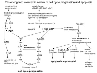 growth factor
(PDGF, IGF, EGF, NGF)
binds receptor tyrosine kinase
and dimerizes to autophosphorylate
cytosolic Tyr on receptor
recruits Grb2/Sos to phospho-Tyr
Ras-GDP Ras-GTP
PI3-Kinase
binds Ras (active)
PI-4,5-P2
PIP3
binds Akt/PKB and is
activated by
phosphorylation by PDK
P-bad
(inactive)
P-p21, P-p27
(inactive)
P-Mdm2
(sequesters p53)
inhibits
TSC1/2
(mTor active)
activates
protein
synthesis
apoptosis suppressed
Raf Ral-GDS
MEK
ERK
p90
CREB
Fos
Rac
PAK
MEK
MMK4
JNK
Jun
AP1
increased cyclin D
cell cycle progression
PKC
DAG
IP3
Ca2+
CaMK
c-Myc
cyclin D, E2F1-3
CDK4
decreases p21, p15
PLC
norepinephrine
serotonin, etc
binds G-protein coupled
receptor
MAP
Kinase pathway
Ras oncogene: involved in control of cell cycle progression and apoptosis
 