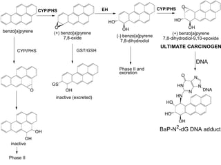 CYP/PHS
O
EH
HO
OH
CYP/PHS
HO
OH
O
benzo[a]pyrene (+) benzo[a]pyrene
7,8-oxide (-) benzo[a]pyrene
7,8-dihydrodiol
(+) benzo[a]pyrene
7,8-dihydrodiol-9,10-epoxide
ULTIMATE CARCINOGEN
HN
N
N
N
O
HN
DNA
HO
OH
HO
BaP-N2
-dG DNA adduct
DNA
GST/GSH
OH
GS
inactive (excreted)
O
CYP/PHS
OH
OH
inactive
Phase II
Phase II and
excretion
 
