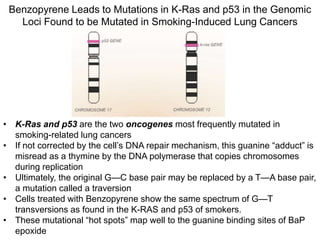 Benzopyrene Leads to Mutations in K-Ras and p53 in the Genomic
Loci Found to be Mutated in Smoking-Induced Lung Cancers
• K-Ras and p53 are the two oncogenes most frequently mutated in
smoking-related lung cancers
• If not corrected by the cell’s DNA repair mechanism, this guanine “adduct” is
misread as a thymine by the DNA polymerase that copies chromosomes
during replication
• Ultimately, the original G—C base pair may be replaced by a T—A base pair,
a mutation called a traversion
• Cells treated with Benzopyrene show the same spectrum of G—T
transversions as found in the K-RAS and p53 of smokers.
• These mutational “hot spots” map well to the guanine binding sites of BaP
epoxide
 