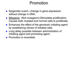  Epigenetic event—change in gene expression
without change in DNA.
 Mitogenic (Not mutagenic) Stimulates proliferation.
Causes both mutated and normal cells to proliferate.
 Enhances the effect of the genotoxic initiating agent
by establishing clones of initiated cells.
 Long delay possible between administration of
initiating agent and promoting agent.
 Promotion is reversible.
Promotion
 