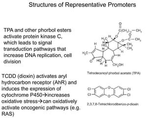 Structures of Representative Promoters
TPA and other phorbol esters
activate protein kinase C,
which leads to signal
transduction pathways that
increase DNA replication, cell
division
TCDD (dioxin) activates aryl
hydrocarbon receptor (AhR) and
induces the expression of
cytochrome P450increases
oxidative stresscan oxidatively
activate oncogenic pathways (e.g.
RAS)
 