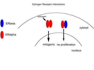 ERbeta
ERalpha
mitogenic
cytosol
nucleus
no proliferation
estrogen
Estrogen Receptor Interactions
 