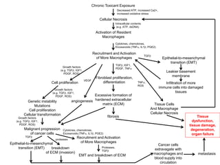 Cellular Necrosis
Activation of Resident
Macrophages
Recruitment and Activation
of More Macrophages
Chronic Toxicant Exposure
Cytokines, chemokines,
Eicosanoids (TNFa, IL1b, PGE2)
Decreased ATP, increased Ca2+,
increased oxidative stress
Fibroblast proliferation,
differentiation
Intracellular contents
(e.g. ATP, dsDNA)
Growth factors
(e.g. TGFb, IGF1,
PDGF, ROS)
Cell proliferation
TGFb
Epithelial-to-mesenchymal
transition (EMT)
Leakier basement
membrane
Infiltration of more
immune cells into damaged
tissues
TGFb, IGF1,
PDGF, TNFa
Excessive formation of
hardened extracellular
matrix (ECM)
TNFa,
ROS
Tissue Cells
And Macrophage
Cellular Necrosis
fibrosis
angiogenesis
Growth factors
(e.g. TGFb, IGF1,
PDGF, ROS)
Genetic instability
Mutations
Cell proliferation
Cellular transformation
VEGF
Malignant progression
of cancer cells
Growth factors
(e.g. TGFb, IGF1,
PDGF, ROS)
Cytokines, chemokines,
Eicosanoids (TNFa, IL1b, PGE2)
TGFb Recruitment and Activation
of More Macrophages
Epithelial-to-mesenchymal
transition (EMT)
EMT and breakdown of ECM
proteases
Proteases,
TGFb
breakdown
of ECM (invasion)
Cancer cells
extravagate with
macrophages and
blood supply into
circulation
metastasis
Tissue
dysfunction,
tissue damage,
degeneration,
organ failure
 