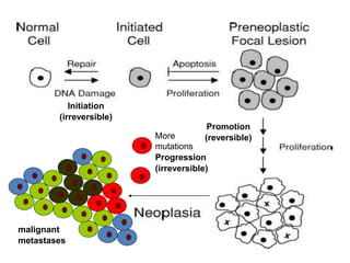 Promotion
(reversible)
Initiation
(irreversible)
malignant
metastases
More
mutations
Progression
(irreversible)
 