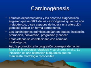 Carcinogénesis
• Estudios experimentales y los ensayos diagnósticos,
sugieren que un 90% de los carcinógenos químicos son
mutagénicos, o sea capaces de inducir una alteración
genética celular en forma permanente.
• Los carcinógenos químicos actúan en etapas: iniciación,
promoción, conversión, progresión y cáncer.
• Estas etapas se correlacionan con cambios
morfológicos.
• Así, la promoción y la progresión corresponden a las
fases de hiperplasia, displasia y carcinoma in situ. La
iniciación es una alteración bioquímica que no
manifiesta morfología reconocible.

 