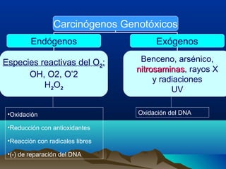 Carcinógenos Genotóxicos
Endógenos

Exógenos

Especies reactivas del O2:
OH, O2, O’2
H2O2

Benceno, arsénico,
nitrosaminas, rayos X
nitrosaminas
y radiaciones
UV

•Oxidación
•Reducción con antioxidantes
•Reacción con radicales libres
•(-) de reparación del DNA

Oxidación del DNA

 