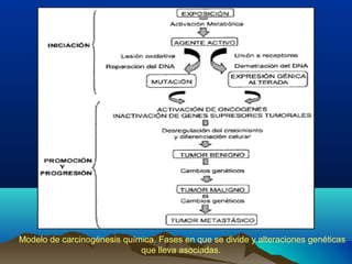 Modelo de carcinogénesis química. Fases en que se divide y alteraciones genéticas
que lleva asociadas.

 