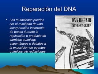 Reparación del DNA
• Las mutaciones pueden
ser el resultado de una
incorporación incorrecta
de bases durante la
replicación o producto de
cambios químicos
espontáneos o debidos a
la exposición de agentes
químicos y/o radiaciones

 