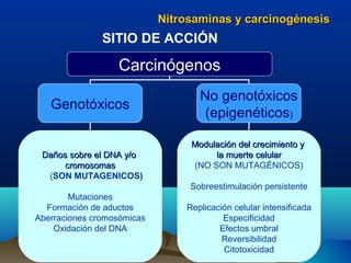 Nitrosaminas y carcinogénesis

SITIO DE ACCIÓN

Carcinógenos
Genotóxicos

Daños sobre el DNA y/o
cromosomas
(SON MUTAGENICOS)

No genotóxicos
(epigenéticos)
Modulación del crecimiento y
la muerte celular
(NO SON MUTAGÉNICOS)
Sobreestimulación persistente

Mutaciones
Formación de aductos
Aberraciones cromosómicas
Oxidación del DNA

Replicación celular intensificada
Especificidad
Efectos umbral
Reversibilidad
Citotoxicidad

 