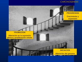 CARCINOGENESIS

PROGRESION
Crecimiento y
expansión

PROMOCION
Alteración en la expresión
génica y proliferación celular

INICIACION
Alteración del genoma

 