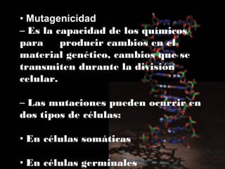 • Mutagenicidad
– Es la capacidad de los químicos
para
producir cambios en el
material genético, cambios que se
transmiten durante la división
celular.
– Las mutaciones pueden ocurrir en
dos tipos de células:
• En células somáticas
• En células germinales

 