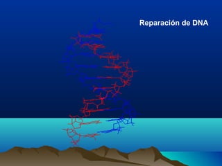 Reparación de DNA

 