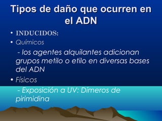 Tipos de daño que ocurren en
el ADN
• INDUCIDOS:
• Químicos

- los agentes alquilantes adicionan
grupos metilo o etilo en diversas bases
del ADN
• Físicos
- Exposición a UV: Dímeros de
pirimidina

 