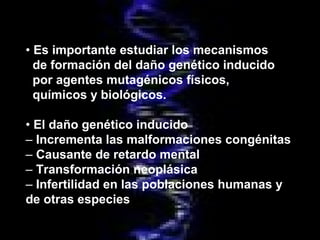 • Es importante estudiar los mecanismos
de formación del daño genético inducido
por agentes mutagénicos físicos,
químicos y biológicos.
• El daño genético inducido
– Incrementa las malformaciones congénitas
– Causante de retardo mental
– Transformación neoplásica
– Infertilidad en las poblaciones humanas y
de otras especies

 