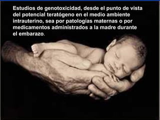 Estudios de genotoxicidad, desde el punto de vista
del potencial teratógeno en el medio ambiente
intrauterino, sea por patologías maternas o por
medicamentos administrados a la madre durante
el embarazo.

 