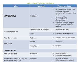 Virus Huésped Tumor asociado
1.PAPOVAVIRUS Humanos
• Cáncer de cuello uterino y sus
lesiones precursoras,
carcinoma epidermide en otros
sitios
• Cáncer de piel en
epidermodisplasia
verruguiforme
• Papilomas (verrugas) en piel,
laringe, genitales (verrugas
genitales)
Virus del papiloma
Conejos Cola de Algodón • Papilomas (verrugas)
Vacas • Cáncer del tracto digestivo
Virus del polioma Ratones • Distintos carcinomas sarcomas
Virus SV-40
Monos • Inofensivo
Hamsters • Sarcoma
2.HERPESVIRUS
Virus Epstein-Barr Humanos • Linfoma deBurkitt
• Carcinoma nasofaringeo
Herpesvirus humano 8 (Herpes
del sarcoma de Kaposi)
Humanos • Sarcoma de Kaposi
• Linfoma de derrame pleural
 