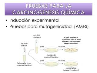 • Inducción experimental
• Pruebas para mutagenicidad (AMES)
 
