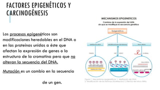 FACTORES EPIGENÉTICOS Y
CARCINOGÉNESIS
Los procesos epigenéticos son
modificaciones heredables en el DNA o
en las proteínas unidas a éste que
afectan la expresión de genes o la
estructura de la cromatina pero que no
alteran la secuencia del DNA.
Mutación es un cambio en la secuencia
de un gen.
 