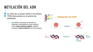 METILACIÓN DEL ADN
● La unión de un grupo metilo a la citosina.
● 1940 alteraciones en el patrón de
metilación:
 Las células cancerosas presentan un
fenómeno contradictorio, pues mientras
sufren hipometilación global, también
presentan hipermetilación en ciertos genes.
 