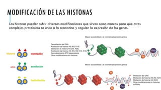 MODIFICACIÓN DE LAS HISTONAS
Las histonas pueden sufrir diversas modificaciones que sirven como marcas para que otros
complejos proteínicos se unan a la cromatina y regulen la expresión de los genes.
 