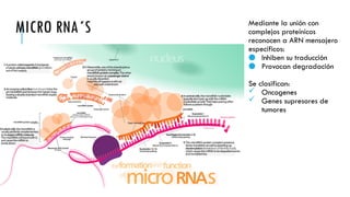 MICRO RNA´S Mediante la unión con
complejos proteínicos
reconocen a ARN mensajero
específicos:
● Inhiben su traducción
● Provocan degradación
Se clasifican:
 Oncogenes
 Genes supresores de
tumores
 