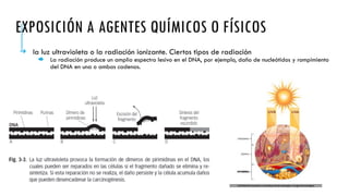 EXPOSICIÓN A AGENTES QUÍMICOS O FÍSICOS
➔ la luz ultravioleta o la radiación ionizante. Ciertos tipos de radiación
 La radiación produce un amplio espectro lesivo en el DNA, por ejemplo, daño de nucleótidos y rompimiento
del DNA en una o ambas cadenas.
 