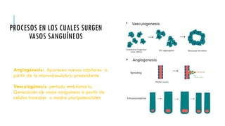 PROCESOS EN LOS CUALES SURGEN
VASOS SANGUÍNEOS
● Angiogénesis: Aparecen nuevos capilares a
partir de la microvasculatura preexistente
● Vasculogénesis: periodo embrionario.
Generación de vasos sanguíneos a partir de
células troncales o madre pluripotenciales.
 