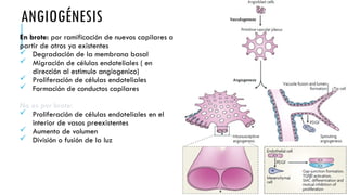 ANGIOGÉNESIS
En brote: por ramificación de nuevos capilares a
partir de otros ya existentes
 Degradación de la membrana basal
 Migración de células endoteliales ( en
dirección al estimulo angiogenico)
 Proliferación de células endoteliales
 Formación de conductos capilares
No es por brote:
 Proliferación de células endoteliales en el
interior de vasos preexistentes
 Aumento de volumen
 División o fusión de la luz
 