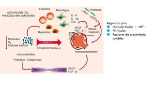 Regulado por:
● Hipoxia tisular  HIF1
● PH tisular
● Factores de crecimiento
solubles
 