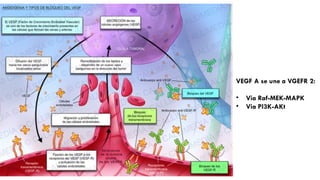 VEGF A se une a VGEFR 2:
• Via Raf-MEK-MAPK
• Via Pl3K-AKt
 