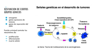 DISFUNCION DE CIERTOS
GRUPOS GENICOS
● oncogenes
● genes supresores de
tumores
● genes de reparación del
ADN
Función principal controlar los
mecanismos de:
➔ proliferación
➔ diferenciación
➔ muerte celular
 