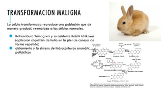 TRANSFORMACION MALIGNA
La célula transformada reproduce una población que de
manera gradual, reemplaza a las células normales.
● Katsusaburo Yamagiwa y su asistente Koichi Ichikawa
(aplicaron alquitrán de hulla en la piel de conejos de
forma repetida)
● aislamiento y la síntesis de hidrocarburos aromáticos
policíclicos
 