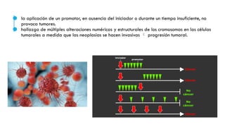 ● la aplicación de un promotor, en ausencia del iniciador o durante un tiempo insuficiente, no
provoca tumores.
● hallazgo de múltiples alteraciones numéricas y estructurales de los cromosomas en las células
tumorales a medida que las neoplasias se hacen invasivas  progresión tumoral.
 
