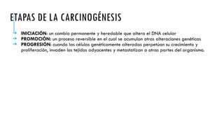 ETAPAS DE LA CARCINOGÉNESIS
➔ INICIACIÓN: un cambio permanente y heredable que altera el DNA celular
➔ PROMOCIÓN: un proceso reversible en el cual se acumulan otras alteraciones genéticas
➔ PROGRESIÓN: cuando las células genéticamente alteradas perpetúan su crecimiento y
proliferación, invaden los tejidos adyacentes y metastatizan a otras partes del organismo.
 