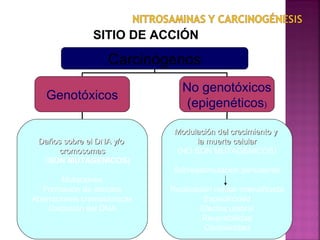 Carcinógenos Genotóxicos
Endógenos

Exógenos

Especies reactivas del O2:
OH, O2, O’2
H2O2

Benceno, arsénico,
nitrosaminas...