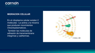 MIGRACION CELULAR
En el citoplasma celular existen 2
moléculas : La actina y la miosina
que producen movimientos
intracitoplasmaticos .
También las moléculas de
adhesión de transmembrana
integrinas y cadherinas.
 